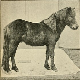 Poney des Hébrides en 1905.