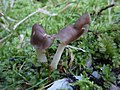 Helvella elastica1017