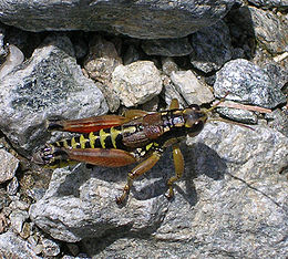 tarka hegyisáska (Podisma pedestris)