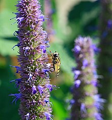 Ŝvebmuŝo sur Agastache Blue Fortune.jpg