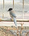 Zilspārnu žagata (Cyanopica cyana)