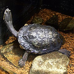 Argentine Snake-necked Turtle
