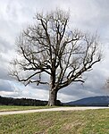 Stieleiche (Quercus robur)