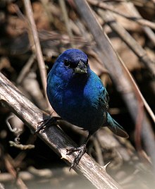 Indigo bunting