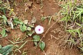 Ipomoea involucrata Bioko 2013 2.jpg