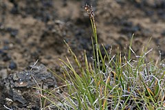 Description de l'image Isstarr - Carex glacialis0250 - Flickr - Ragnhild & Neil Crawford.jpg.