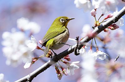 Burung Zosterops japonicus di Taman Tennōji di Osaka, Jepang.