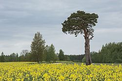 Famous specimen of Pinus sylvestris in Väike-Veerksu