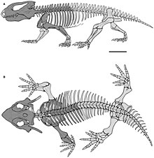 Skeleton of Kapes bentoni, a procolophonid from the Middle Triassic of England Kapes full skeleton.jpg