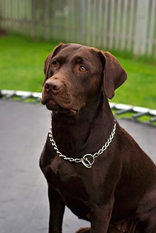 Un chien marron avec un collier en chaîne autour du cou ; le collier peut coulisser pour se resserrer autour du cou de l'animal si celui-ci ou son maître tire sur la boucle.