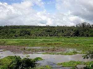 Ankarafantsika