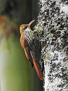 Lepidocolaptes squamatus