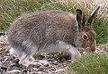 Lepre variabile Lepus timidus Diffusa in Italia