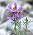 Alpska madronščica Linaria alpina