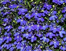 Lobelia (aka).jpg