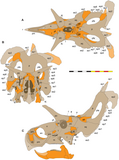 Illustration of the skull of Lokiceratops with unknown material in orange