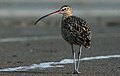 Long-billed Curlew - Marin County, California