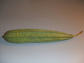 Luffa acutangula