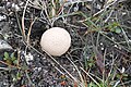 Lycoperdon frigidum dans la plaine de Vestpynten (Spitzberg)