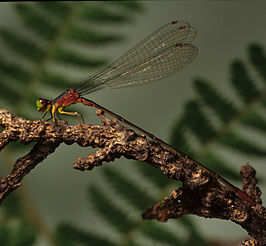 Megalagrion nigrohamatum