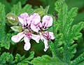 Flor e Folhas da M. sylvestris