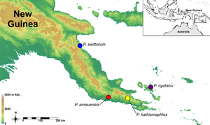 Map with the localities of four Paedophryne species.