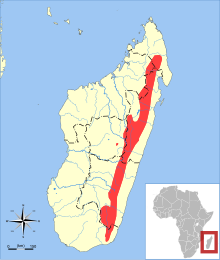 Microgale gracilis range map.svg