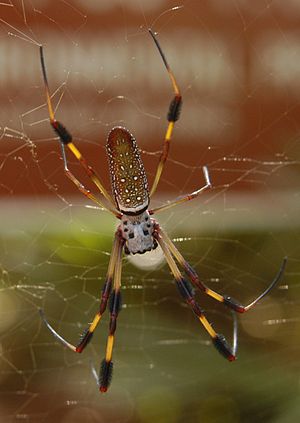female Nephila clavipes from Bulow Creek State...