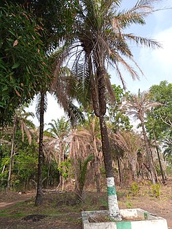 Palm tree from Ikem, located within Isi Uzo.