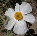 El Lago Mono - Espinoso de la Amapola (Argemone munita) cerca de Lee Vinning Creek; primer plano de la flor