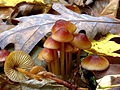 Mycena atkinsoniana