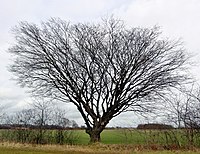 Hainbuche „Nord“ in Redderse