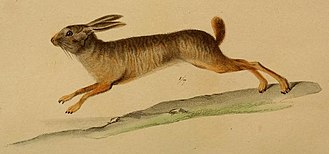 Natal red rock hare, Pronolagus crassicaudatus I. Geoffroy, 1832.jpg