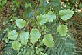 Nothofagus fusca