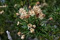 Olearia pinifolia