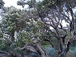 Olearia traversiorum