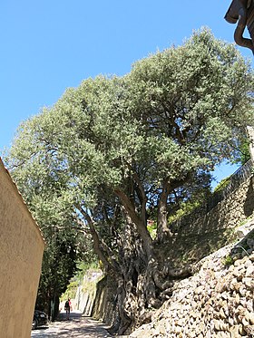 Image illustrative de l’article Olivier millénaire de Roquebrune-Cap-Martin