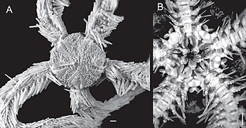 Ophiothrix rathbuni