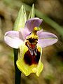 Ophrys tenthredinifera