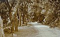 Ponce-Adjuntas Road circa 1920.