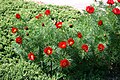 Paeonia tenuifolia