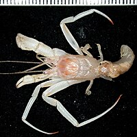 Parapagurus bouvieri