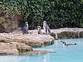 Humboldtpinguins in Penguin Bay