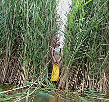 Phragmites australis - НАСА отслеживает захватчика в окружающей среде (48049936657) .jpg