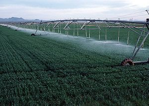 English: Center pivot irrigation on wheat grow...