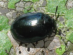 Plagiodera versicolora.