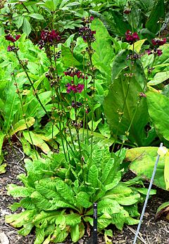 Primula anisodora