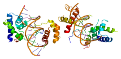 Белок POU2F1 PDB 1cqt.png