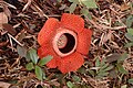 Rafflesia arnoldii