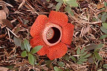 Red flower made of 5 petals surrounding a depressed centre, on the forest floor surrounded by dead leaves and small green plants